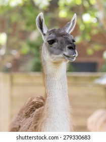 Llama Head Portrait.