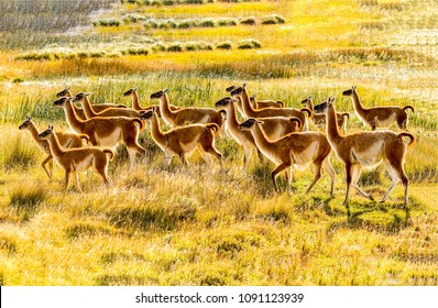 Llama Herd Savannah Landscape Llama Family Stock Photo (Edit Now ...