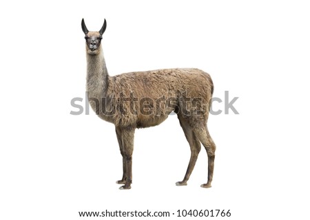 llama isolated on white background