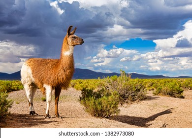 A Llama (Lama glama) at the Andes Mountains. At background Cloudy Sky. Llamas are Domesticated South American Camelids