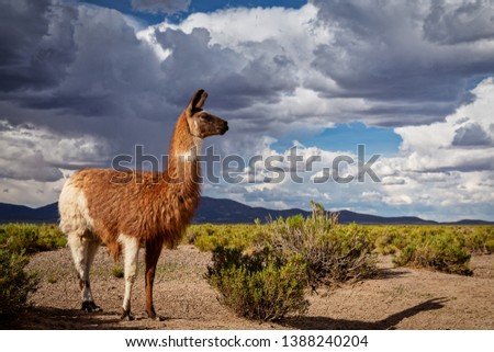 A Llama (Lama glama) at the Andes Mountains. At background Cloudy Sky. Llamas are Domesticated South American Camelids