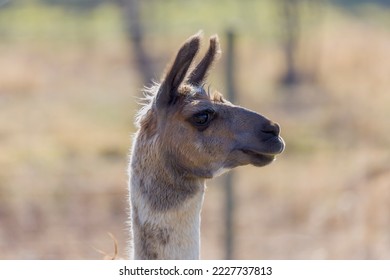 The llama (Lama glama) is a domesticated South American camel
