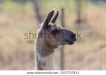 The llama (Lama glama) is a domesticated South American camel