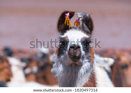 Llama, Lama glama, southamerican domesticated camelid in La Puna ecoregion of the Andes in Argentina South America, America