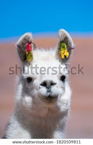Llama, Lama glama, southamerican domesticated camelid in La Puna ecoregion of the Andes in Argentina South America, America
