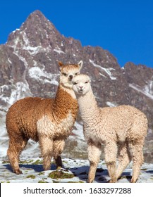Llama Or Lama, Two Lamas On Pastureland,  Andes Mountains, Peru