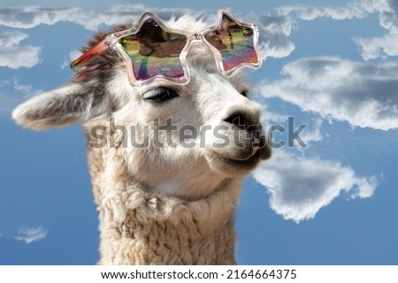 A llama in love with rainbow sunglasses, formerly llama a domestic species of cloven-hoofed mammal from the camelid family. Occurs in South America. 