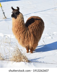 Llama Love.  Llama Standing In Snow Is Heart-shaped.