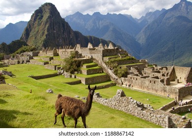 Llama Machu Picchu Ancient Inka 