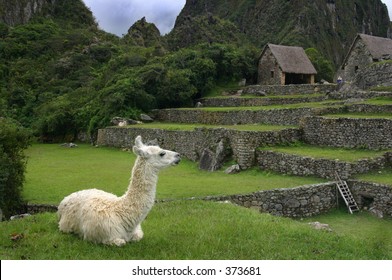 Llama In Machu Pichu