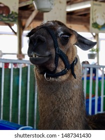 Llama At Maryland State Fair, Baltimore, MD