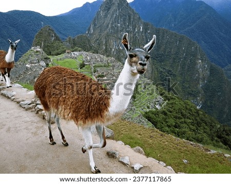 Llama in the middle of the ruins of an ancient Inca city in the middle of mountains. Ruins of Machu Picchu in Peru