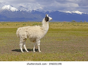 Llama in a mountain landscape