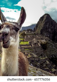 Llama Photo Bomb Of Machu Picchu In Peru