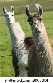 Llama Photo Bomb Near Potlach, Idaho.