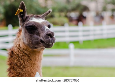 Llama Portrait