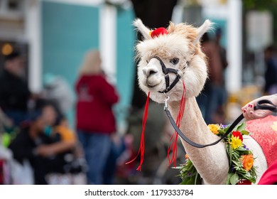 Llama Portrait At The Portland Grand Floral Parade.