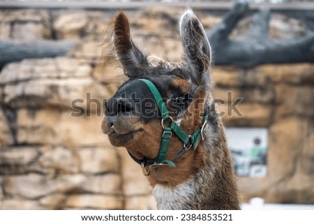           Llama    poses for pictures at a children's zoo                