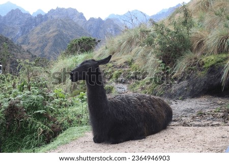 Llama Resting on the Inca Trail