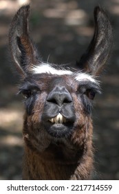 A Llama Showing It's Bright White Teeth.