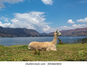 Llama Sitting In Front Of A Pond