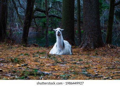 Llama Sitting In The Trees