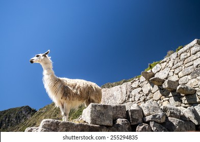 Llama Standing In Macchu Picchu Ruins On Deep Blue Sky