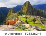 Llama standing at Machu Picchu overlook in Peru. In 2007 Machu Picchu was voted one of the New Seven Wonders of the World.