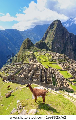 Llama standing at the view point of Machu Picchu, the lost city of the Andes. Machu Picchu is located above the Sacred Valley northwest of Cuzco, Machupicchu, Urubamba, Cusco, Peru.