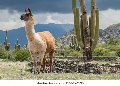 A Llama Takes A Break From The Hot Desert Sun In A Shadow Of A T