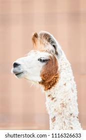 A llama at the zoo. - Shutterstock ID 1116326633