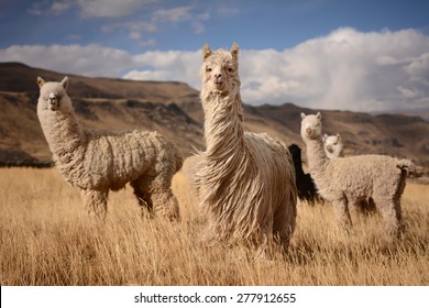 Llamas (Alpaca) in Andes Mountains, Peru, South America