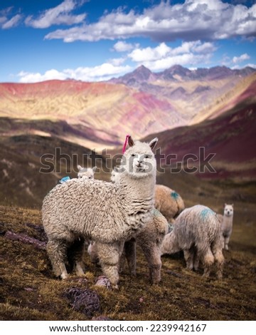 Llamas and Alpacas of andes in Peru and Bolivia
