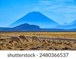 Llamas and alpacas grazing under the majestic Misti volcano in the Andes