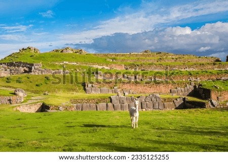 Llamas and alpacas at Sacsayhuaman, incas ruins in the peruvian Andes, Cusco, Peru