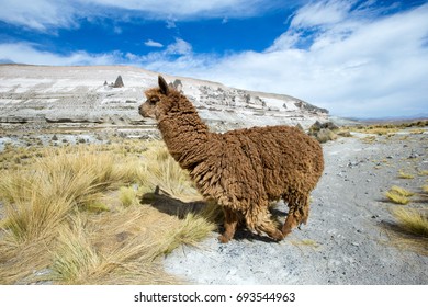 Llamas Andesmountains Peru Stock Photo 693544963 | Shutterstock