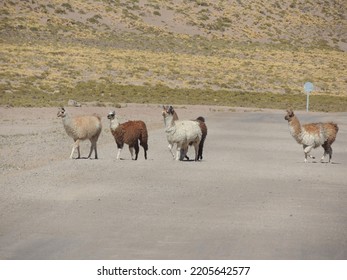 Llamas In The Atacama Desert Chile