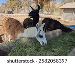  Llamas feeding on fresh hay in a rural farm