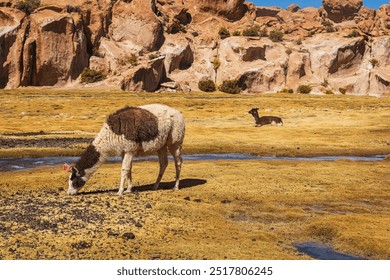 Llamas grazing in Las Rocas Valley, Bolivia - Powered by Shutterstock