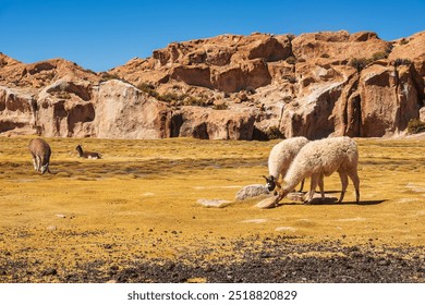 Llamas grazing in Las Rocas Valley, Bolivia - Powered by Shutterstock