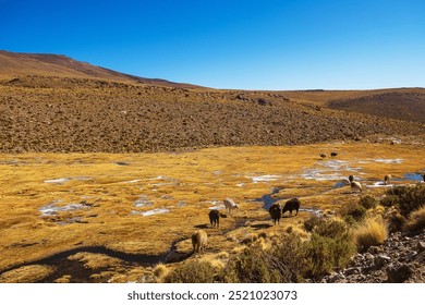 Llamas grazing on a mountainside with thawing water in Bolivia - Powered by Shutterstock