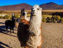 Llamas (Lama Glama) Are Domesticated South American Camelids That Are Known For Their Economic And Cultural Importance In The Andean Regions Of South America.
