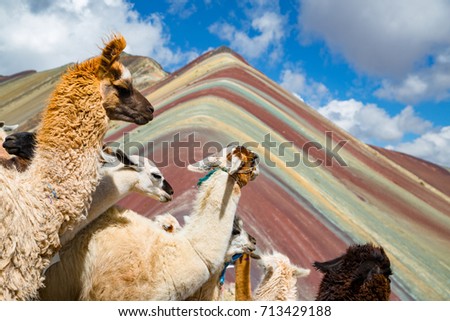 llamas looking to the rainbow mountain. Vinicunca Mountain, Peru, Cusco