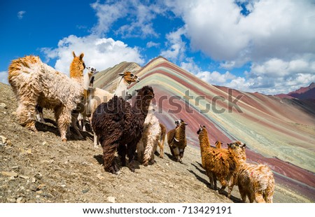 llamas looking to the rainbow mountain.Vinicunca Mountain, Peru, Cusco