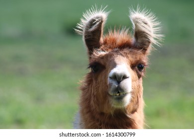 Llamas Are Part Of The Camelid Family, Originating From South America. Bred For Wool, Meat And Even Their Milk, Llamas Have Straight, Banana Shaped Ears. 