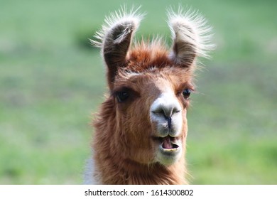 Llamas Are Part Of The Camelid Family, Originating From South America. Bred For Wool, Meat And Even Their Milk, Llamas Have Straight, Banana Shaped Ears. 