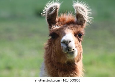 Llamas Are Part Of The Camelid Family, Originating From South America. Bred For Wool, Meat And Even Their Milk, Llamas Have Straight, Banana Shaped Ears. 