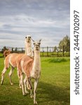 Llamas in the pen. A cattle breeding farm. Own farm with animals. Llamas, alpacas