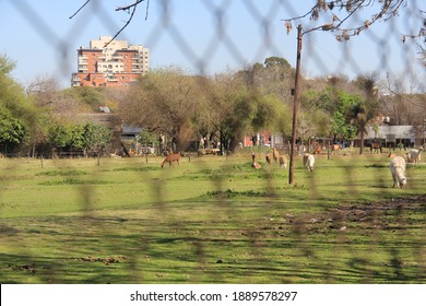 Llamas In A Pen At The Veterinary School Of Buenos Aires