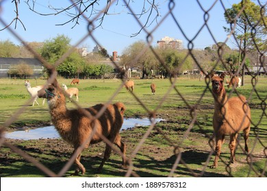 Llamas In A Pen At The Veterinary School Of Buenos Aires